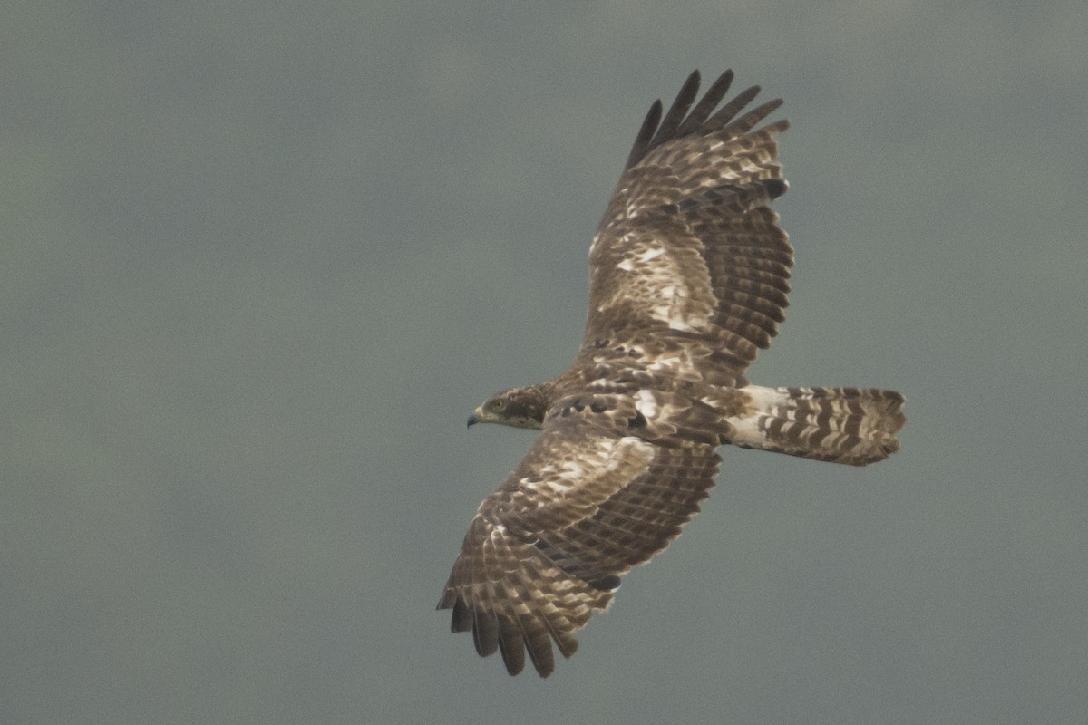 Bondrée orientale - ML644737326