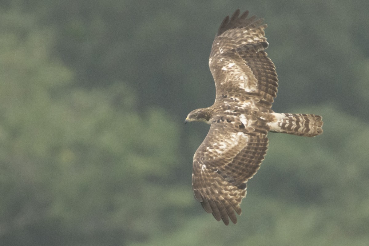 Bondrée orientale - ML644737327