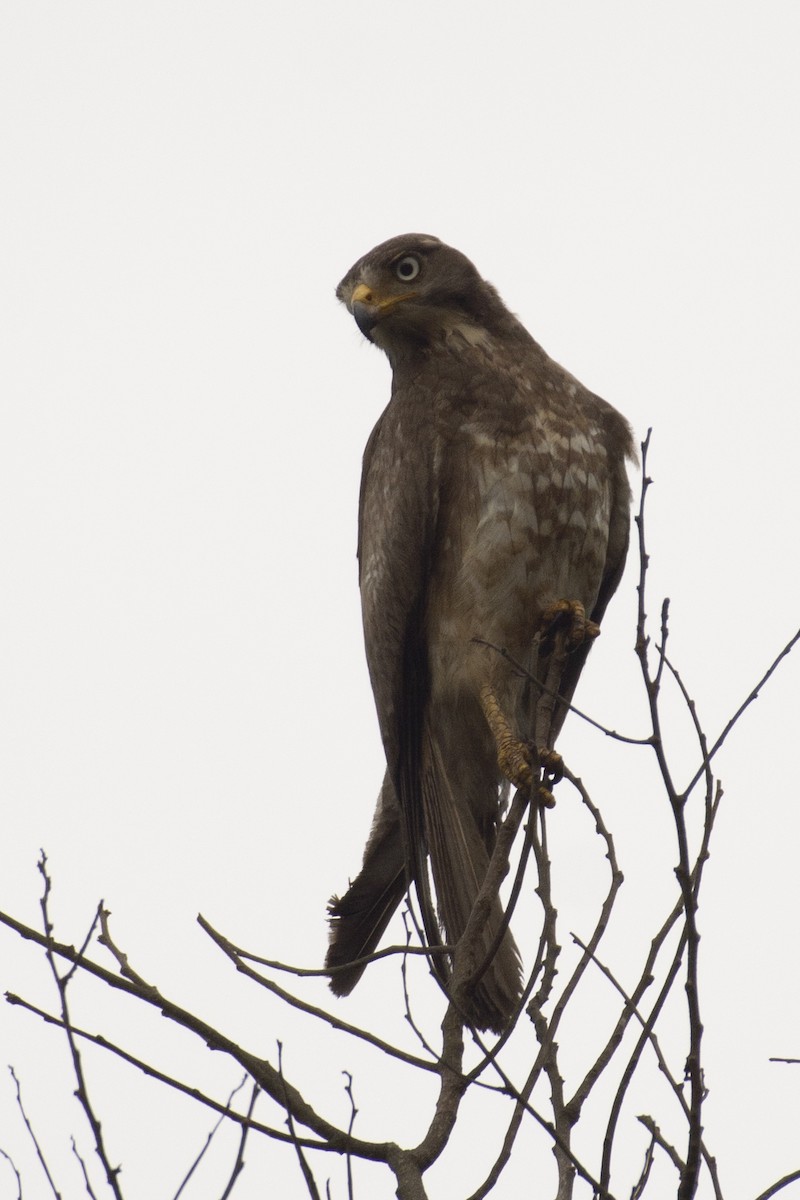 Busautour aux yeux blancs - ML644737333