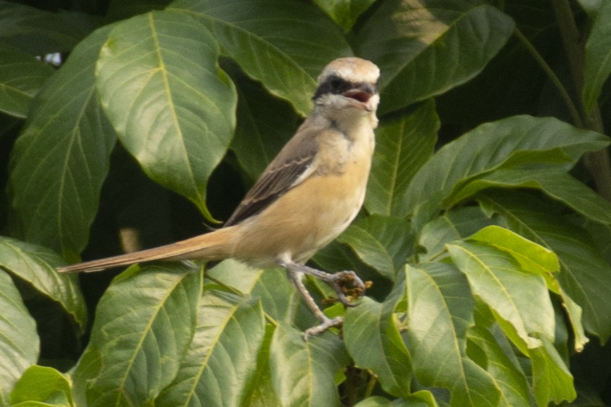 Pie-grièche brune - ML644737341