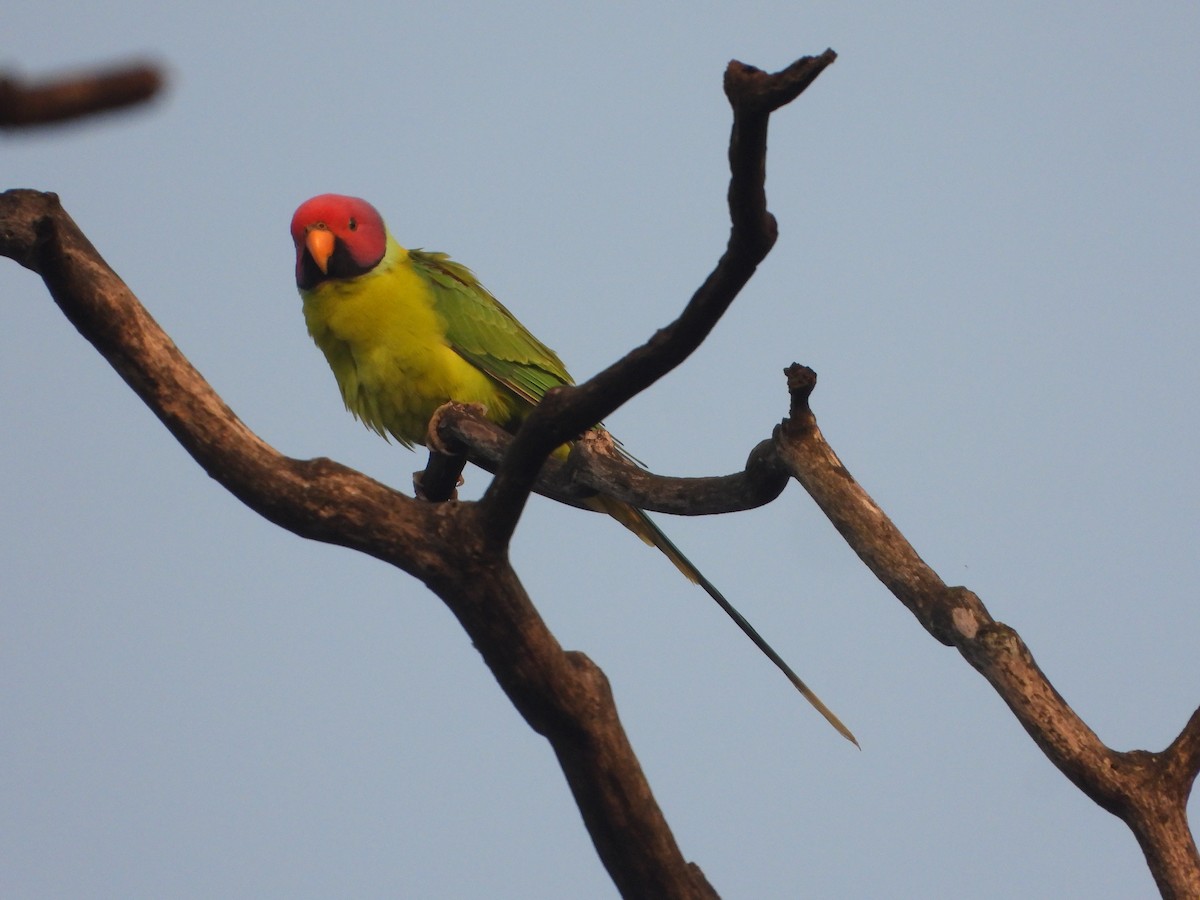 Erik Başlı Yeşil Papağan - ML644737345