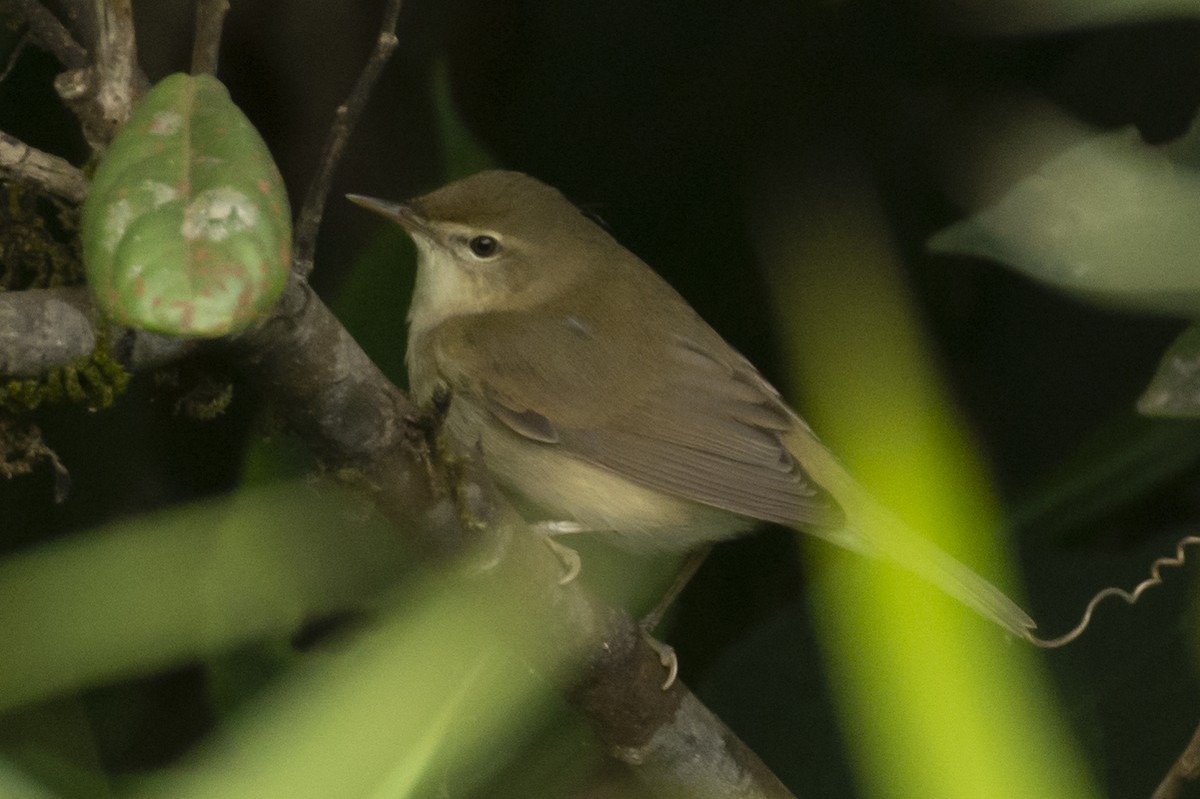 Rousserolle des buissons - ML644737350