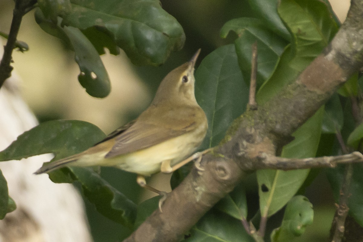 Rousserolle des buissons - ML644737351