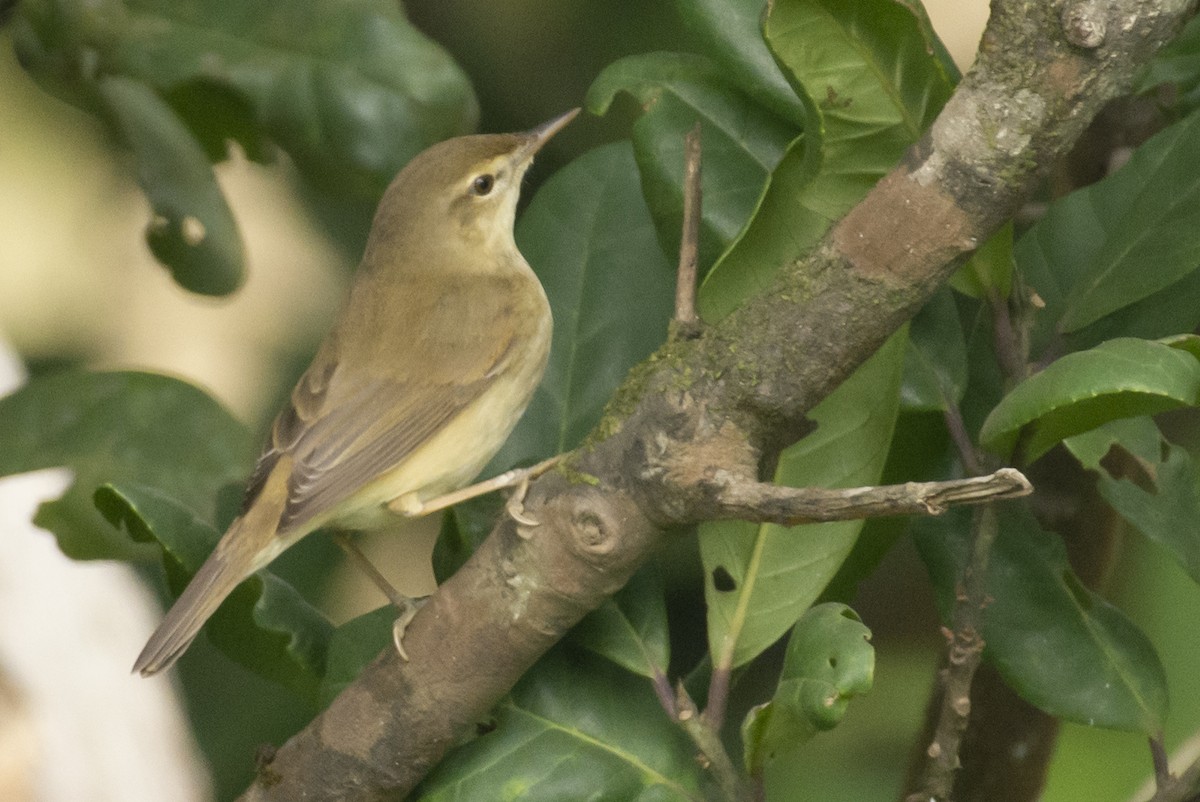Rousserolle des buissons - ML644737352