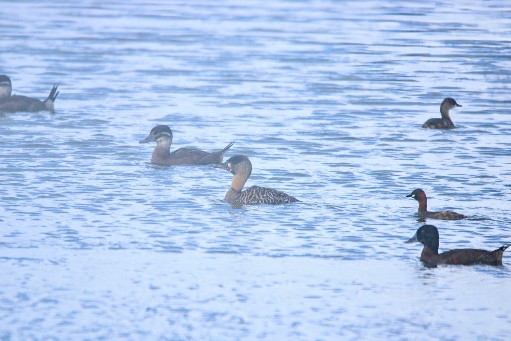 White-backed Duck - ML644737356