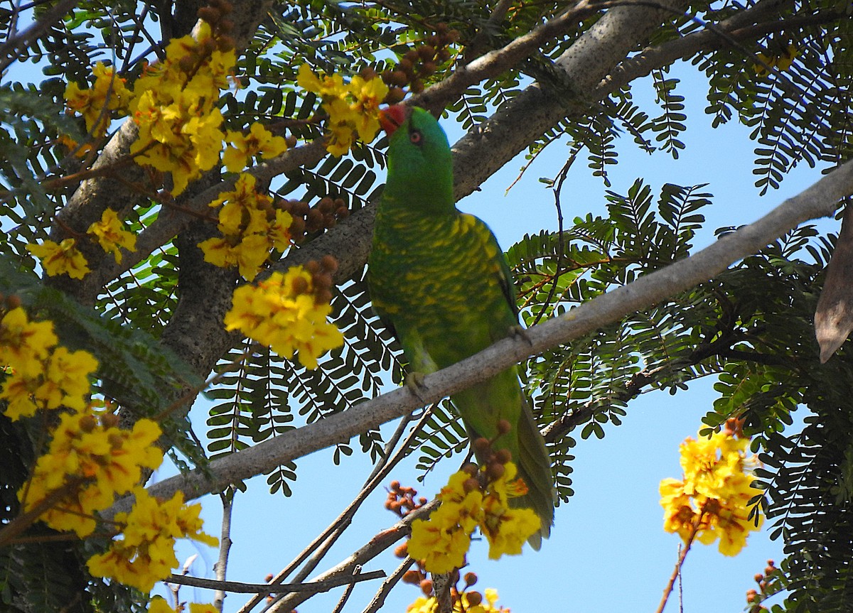 lori žlutošupinatý - ML644737363