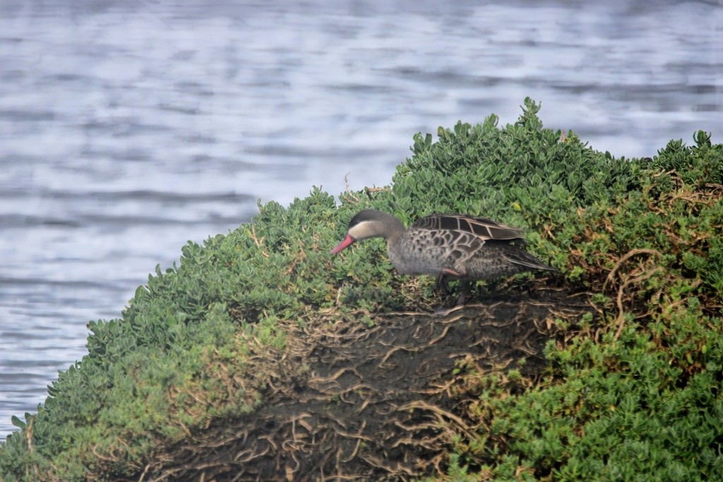 Red-billed Duck - ML644737365