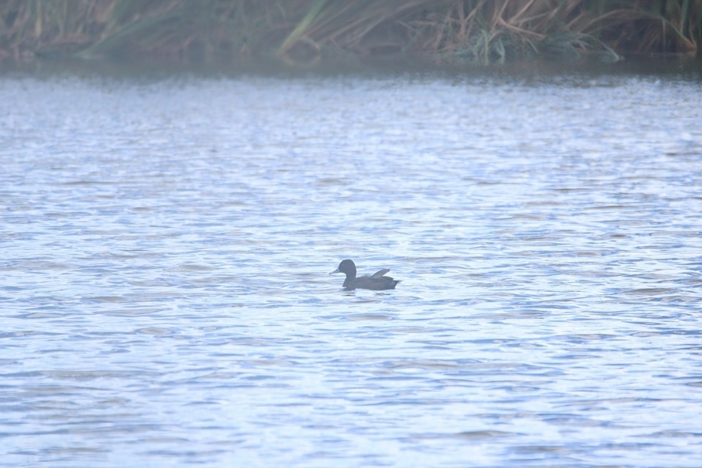 Southern Pochard - ML644737367