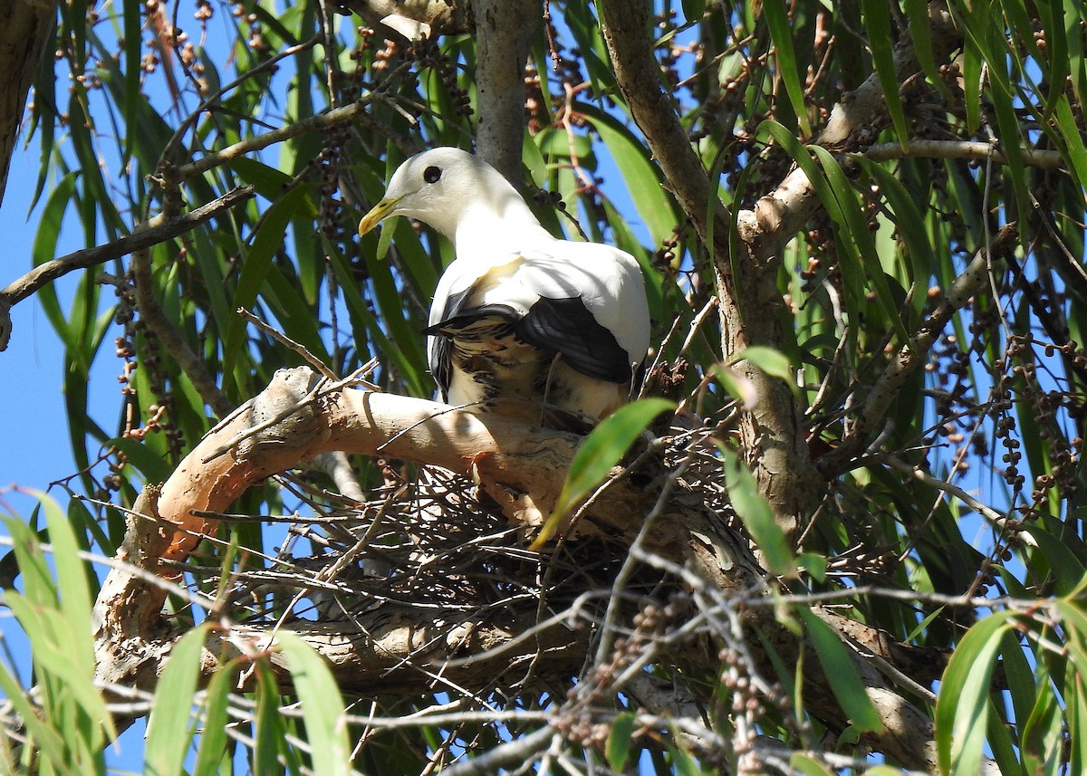holub pobřežní - ML644737378
