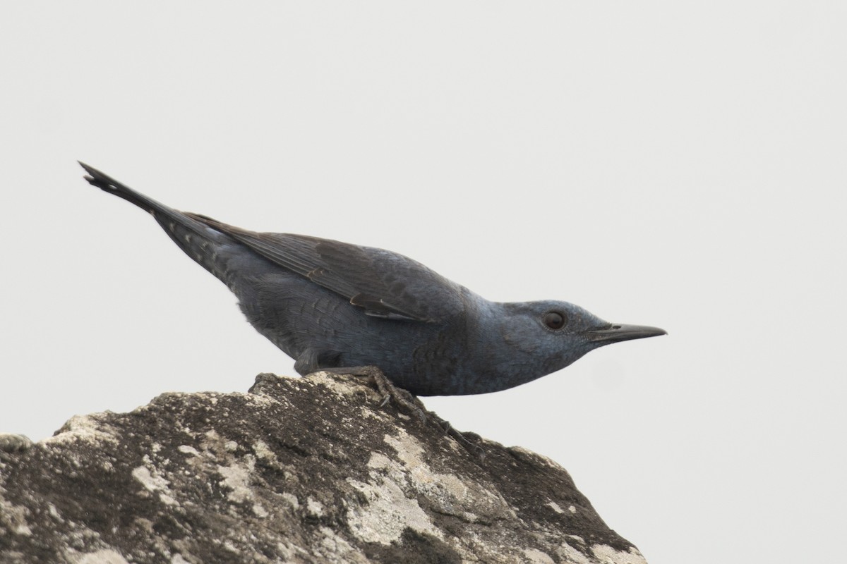 Monticole bleu - ML644737379