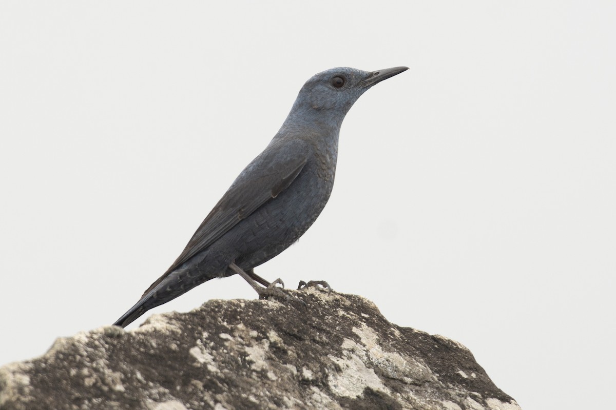 Monticole bleu - ML644737380