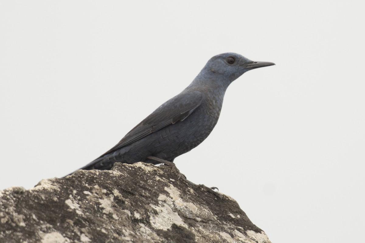 Monticole bleu - ML644737381