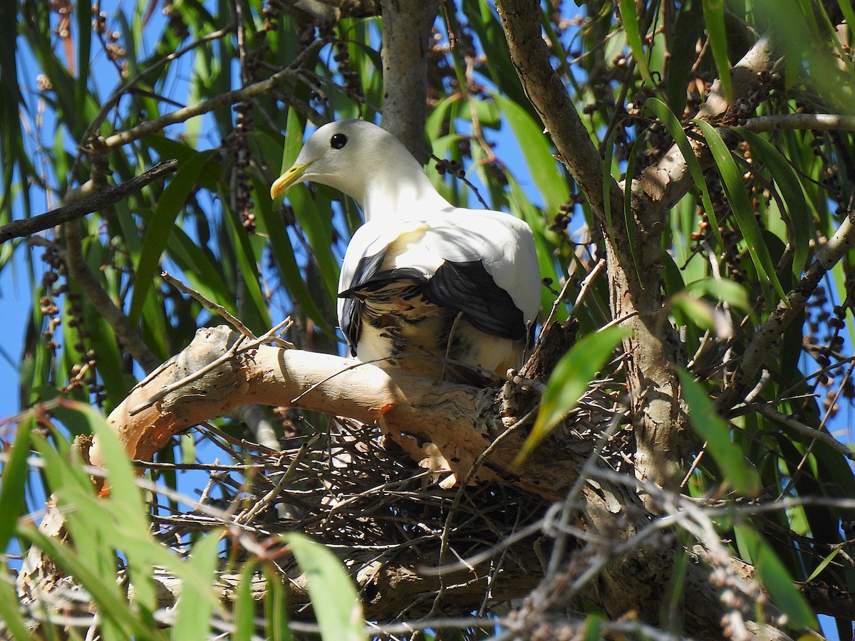 holub pobřežní - ML644737382