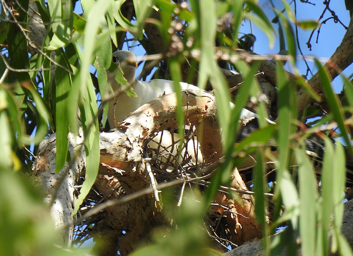 holub pobřežní - ML644737384