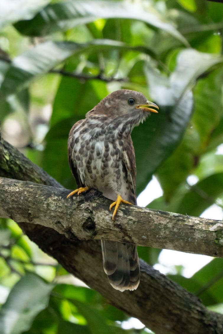 Common Hawk-Cuckoo - ML644737386