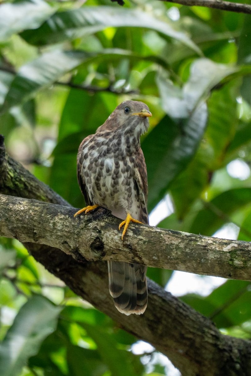 Common Hawk-Cuckoo - ML644737387