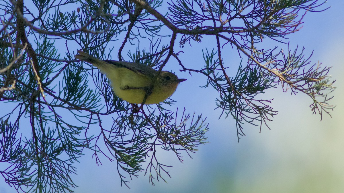 Шиподзьоб смугастоволий - ML644737388