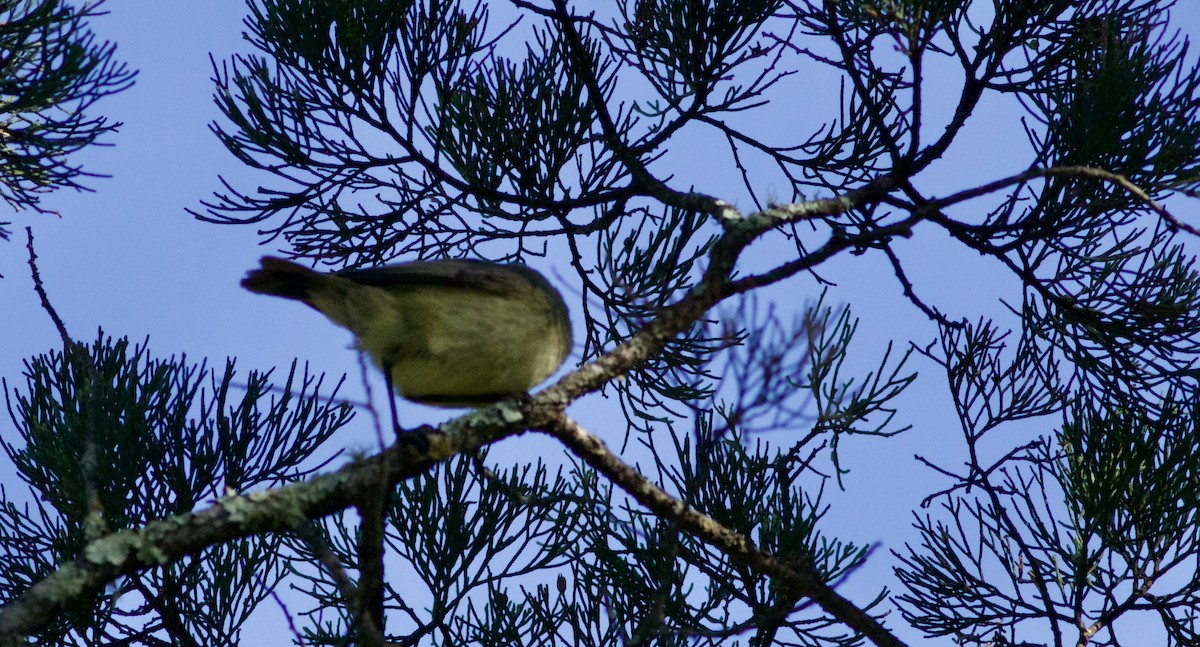 Шиподзьоб смугастоволий - ML644737389