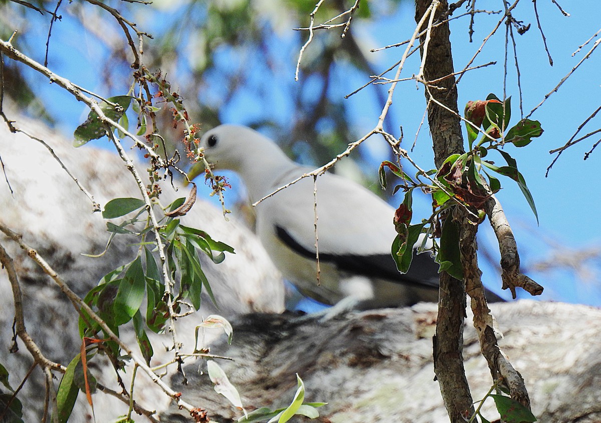 Пінон австралійський - ML644737392
