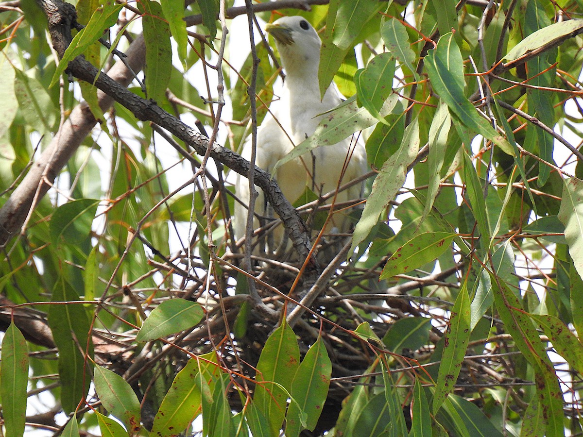 Пінон австралійський - ML644737394