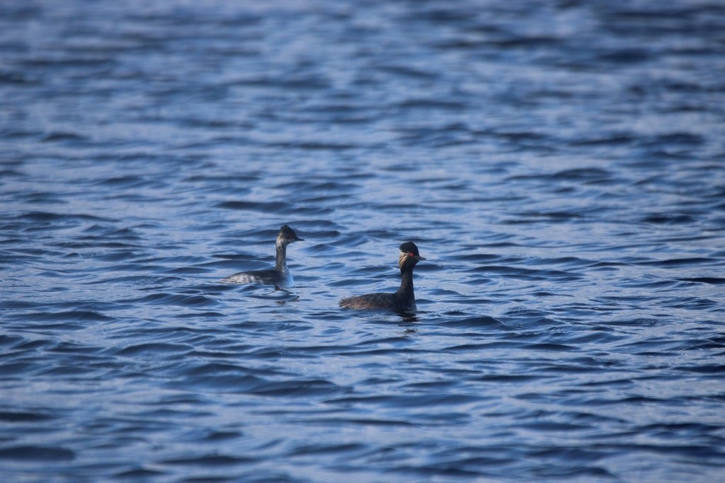 Пірникоза чорношия - ML644737395