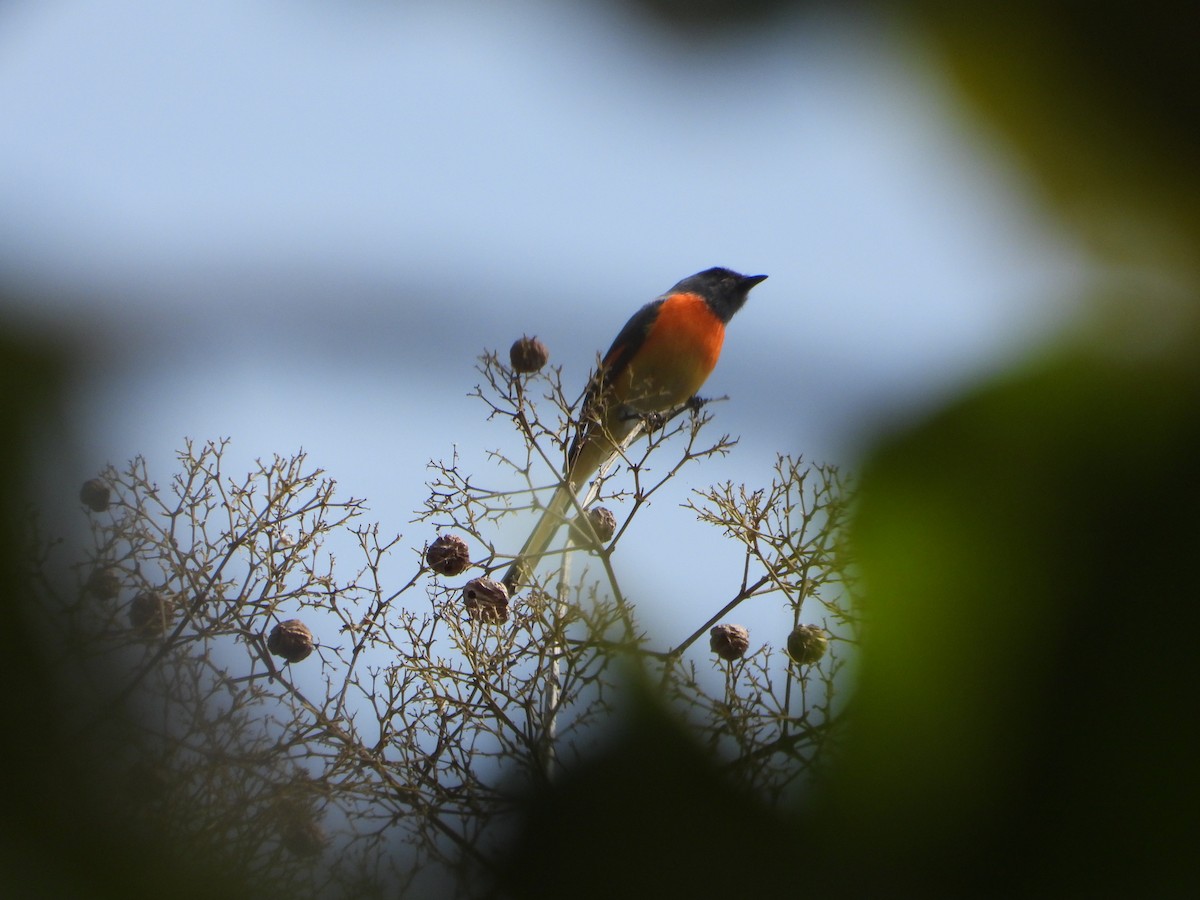 Личинкоїд малий - ML644737396