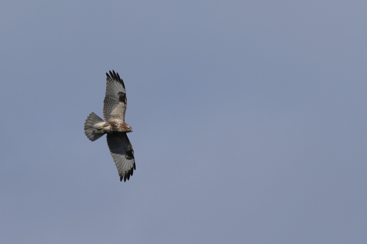 Канюк східний - ML644737398