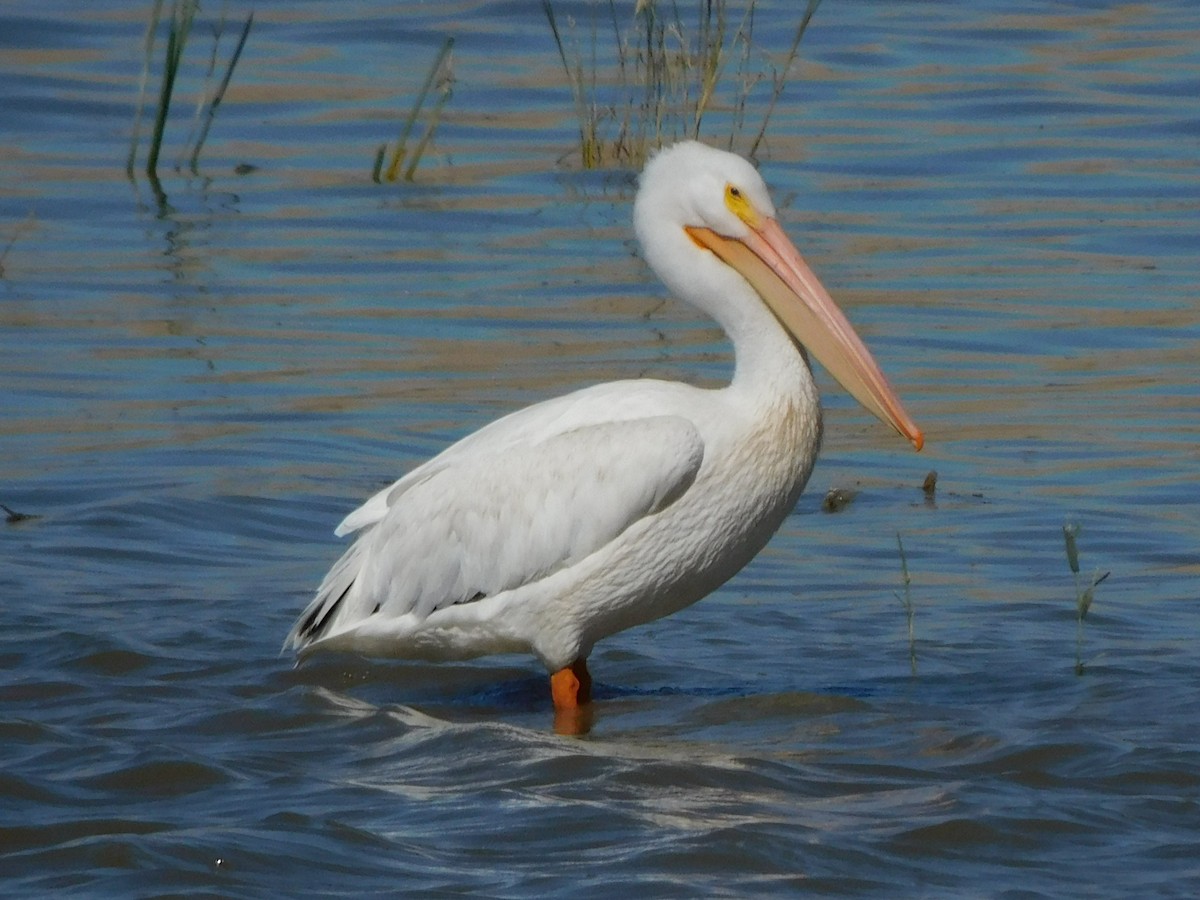 Пелікан рогодзьобий - ML644737399