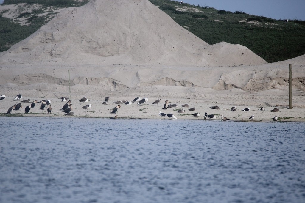 Крук строкатий - ML644737400