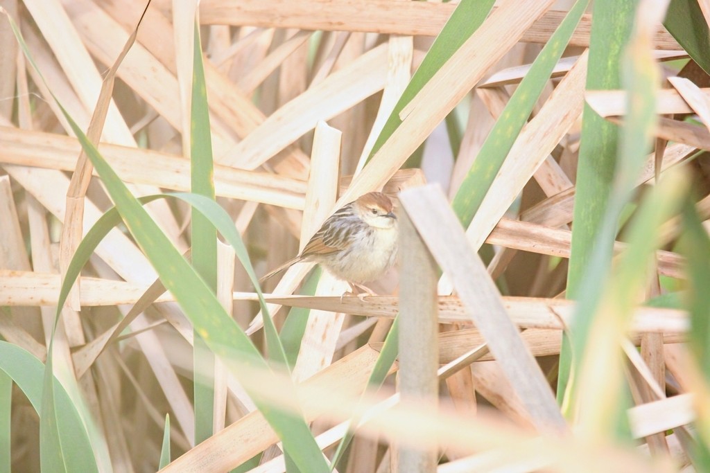 Таміка лучна - ML644737402