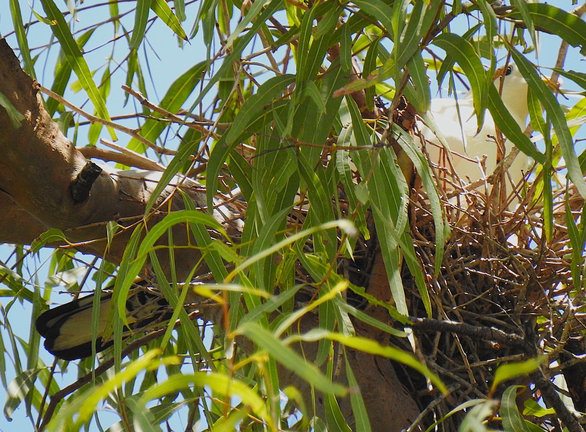 Пінон австралійський - ML644737403