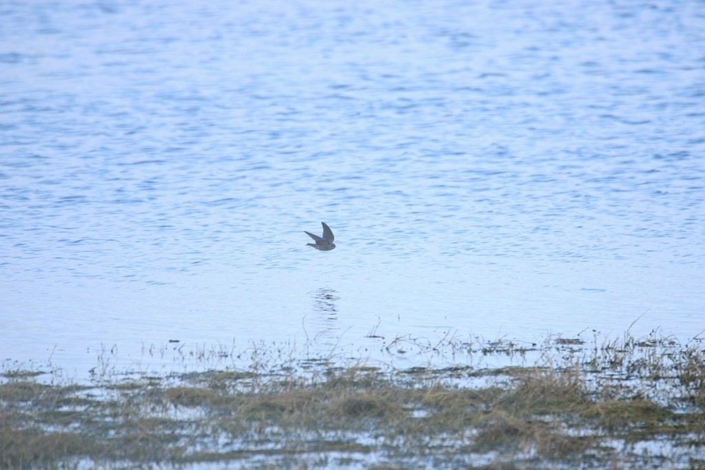 Southern Crag-Martin - ML644737404
