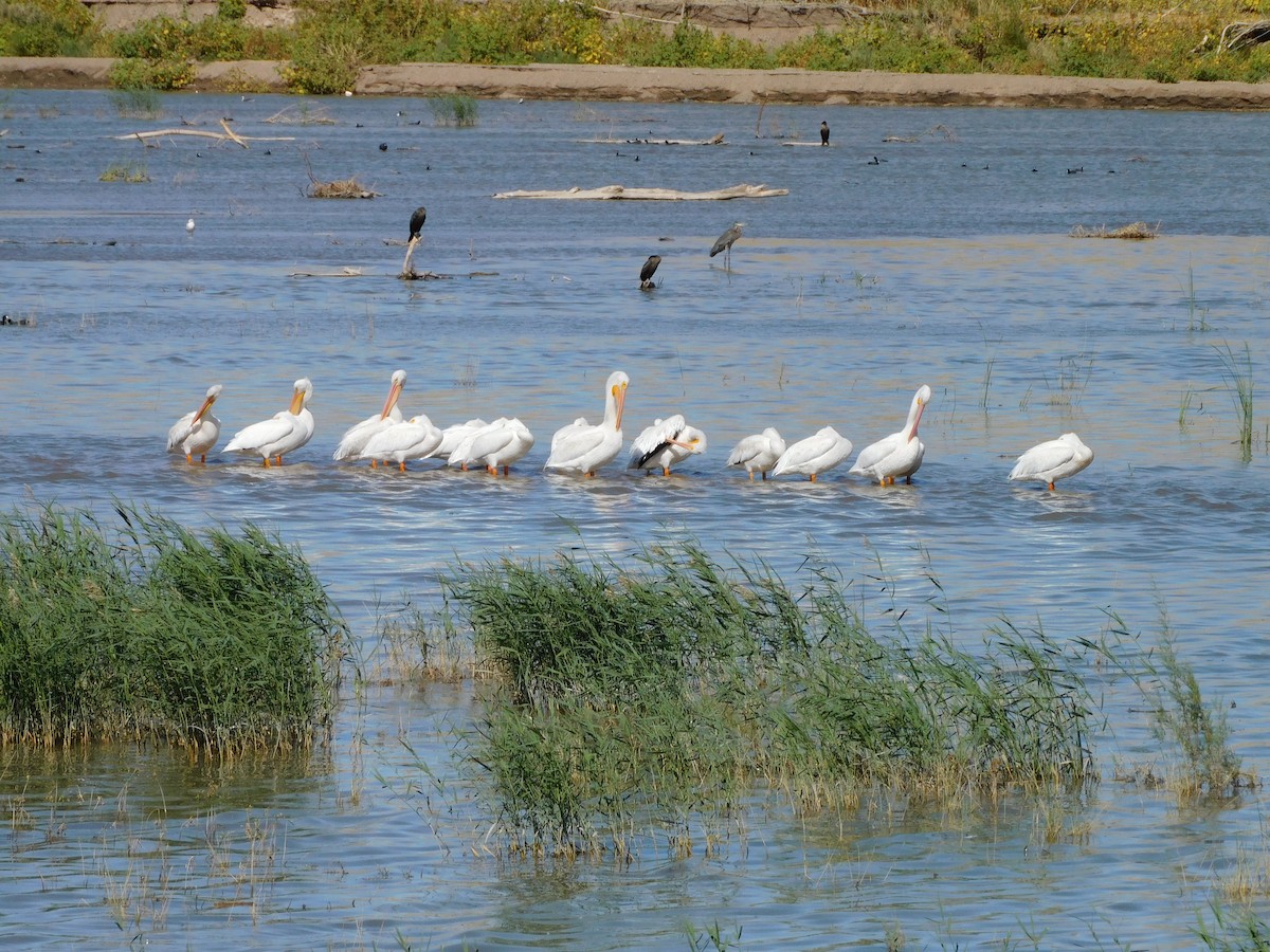 Пелікан рогодзьобий - ML644737406