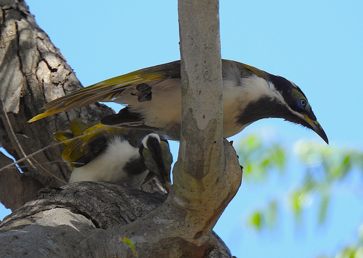 Медолюб синьощокий - ML644737409