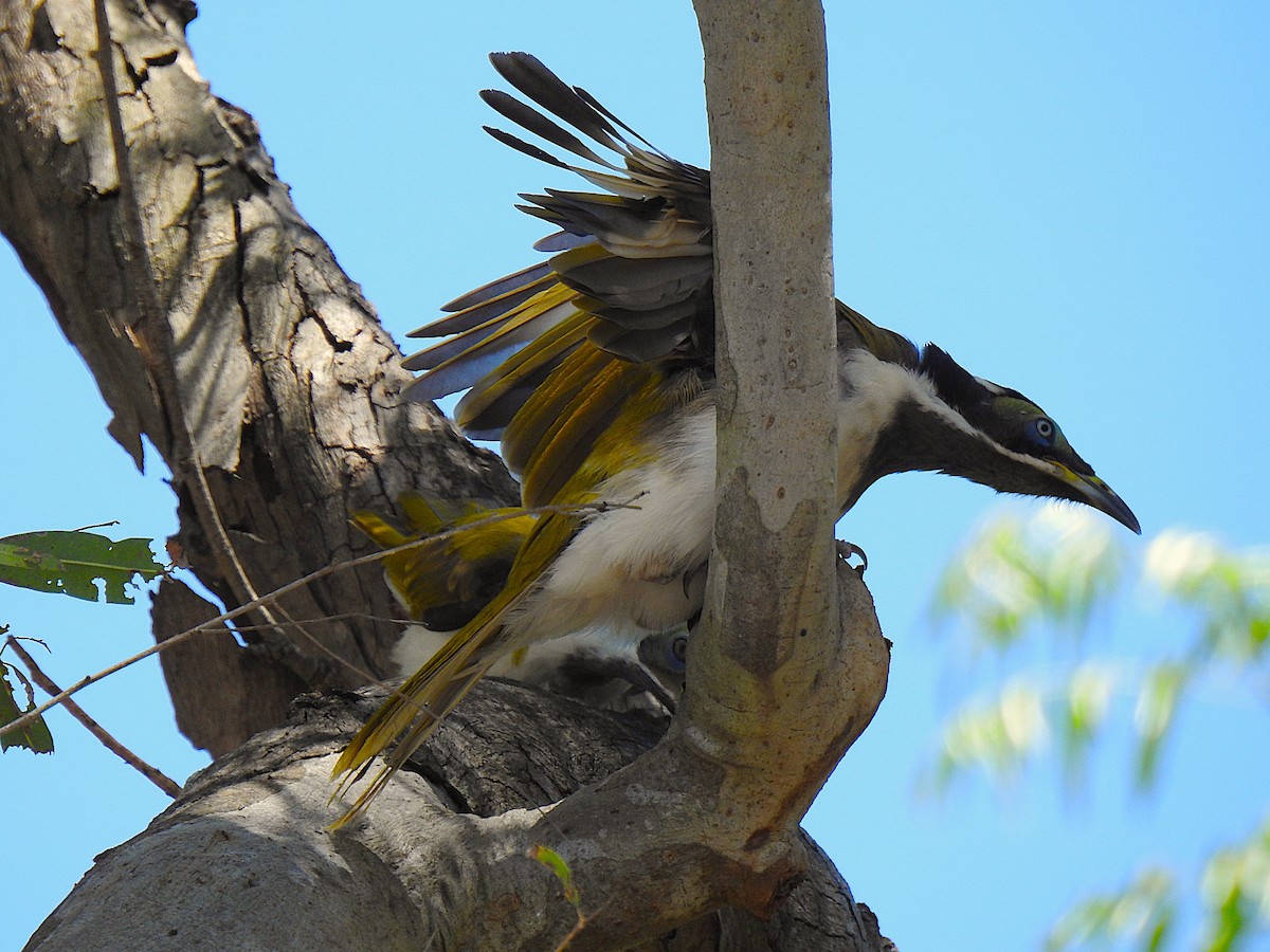 Медолюб синьощокий - ML644737410