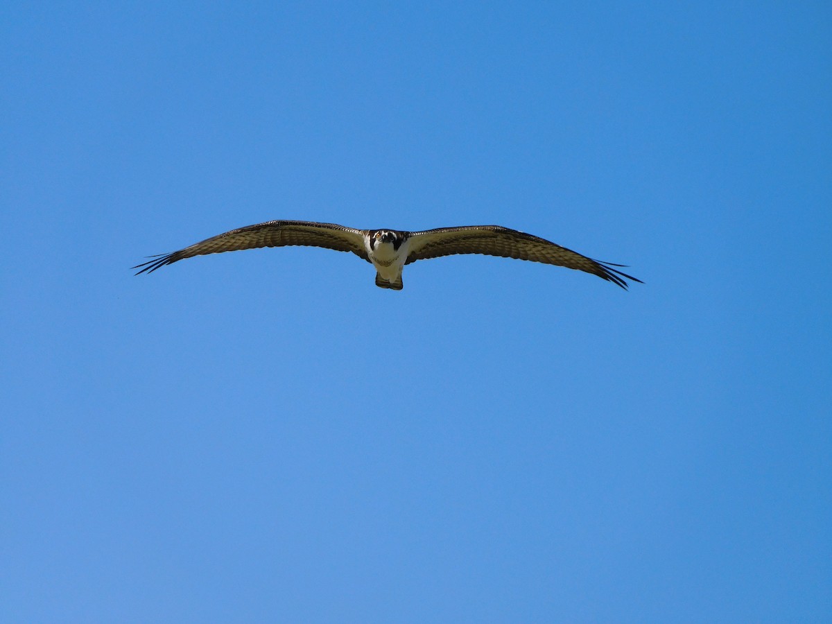 Скопа західна (підвид carolinensis) - ML644737411