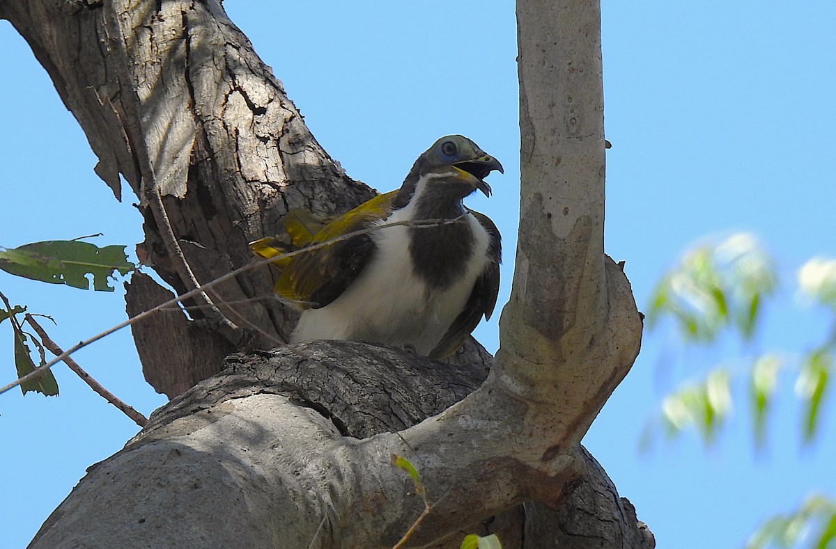 Медолюб синьощокий - ML644737412