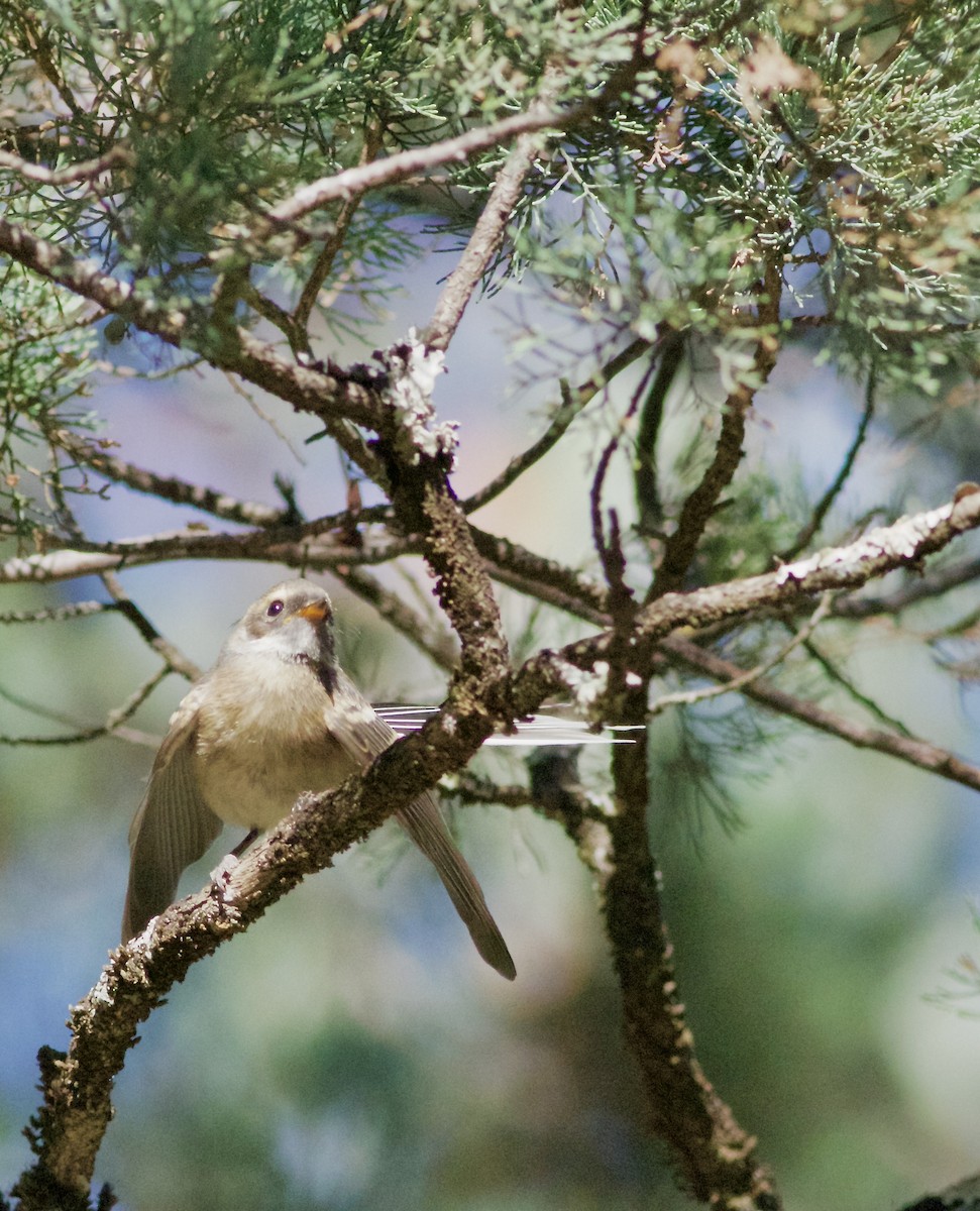 Віялохвістка сиза - ML644737413