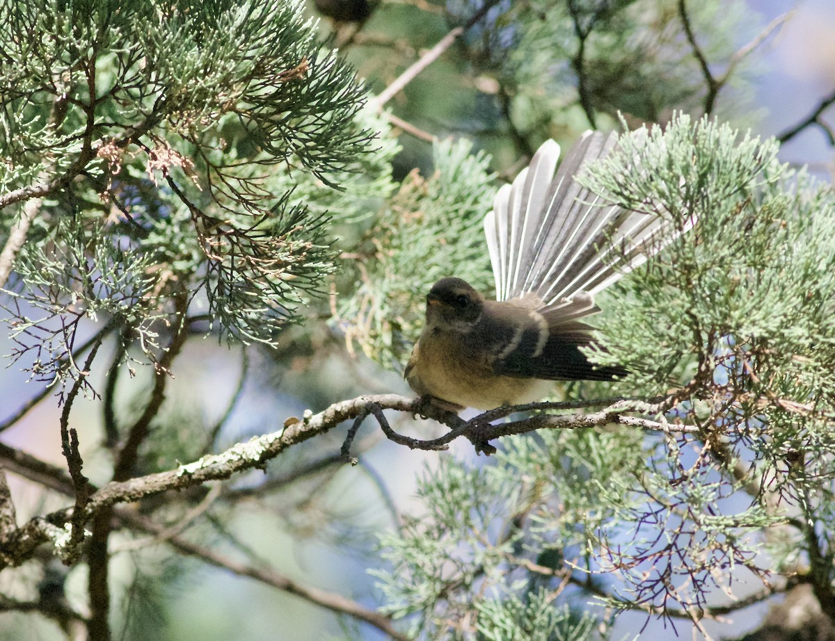 Gray Fantail - ML644737414