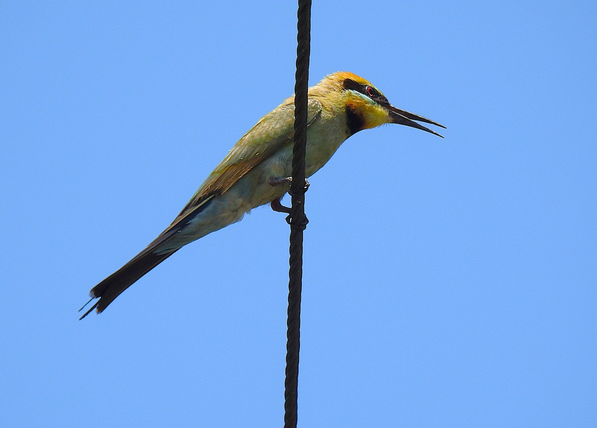 Бджолоїдка райдужна - ML644737415