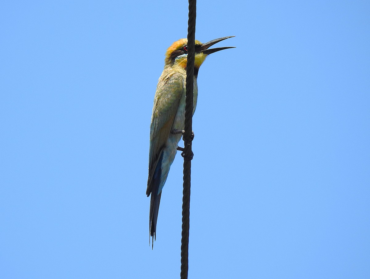 Бджолоїдка райдужна - ML644737416