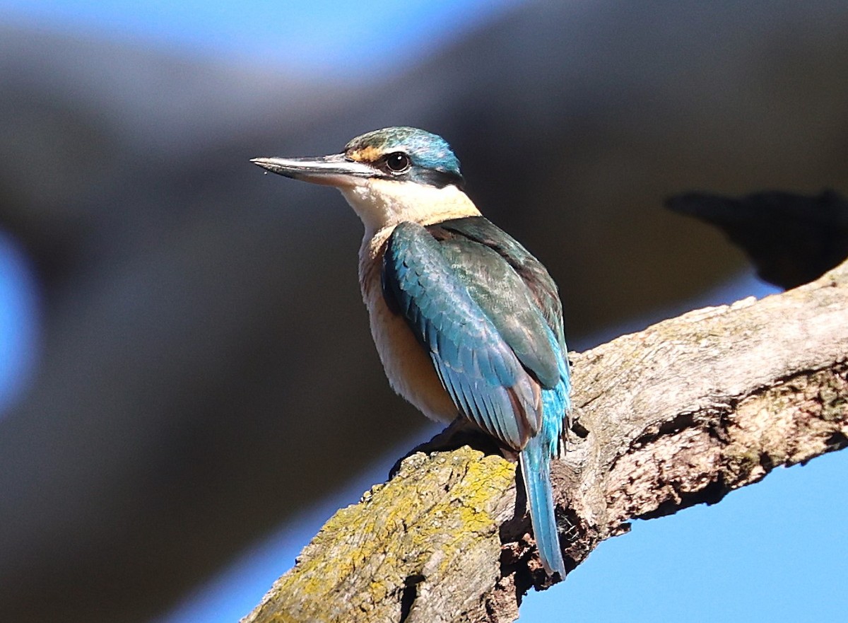 Альціон священний - ML644737417