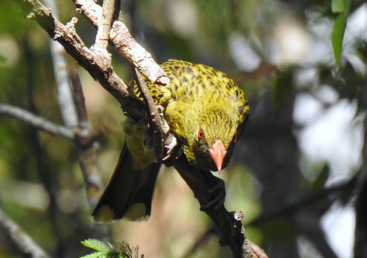 Вивільга мангрова - ML644737418