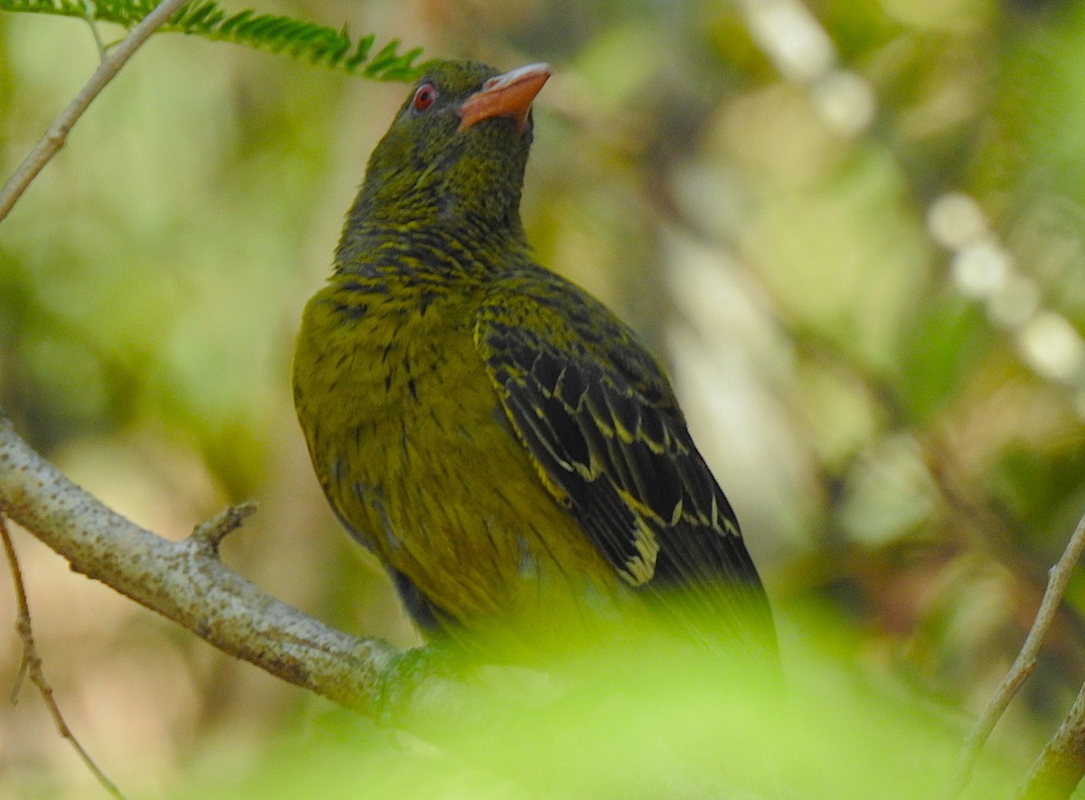 Вивільга мангрова - ML644737419