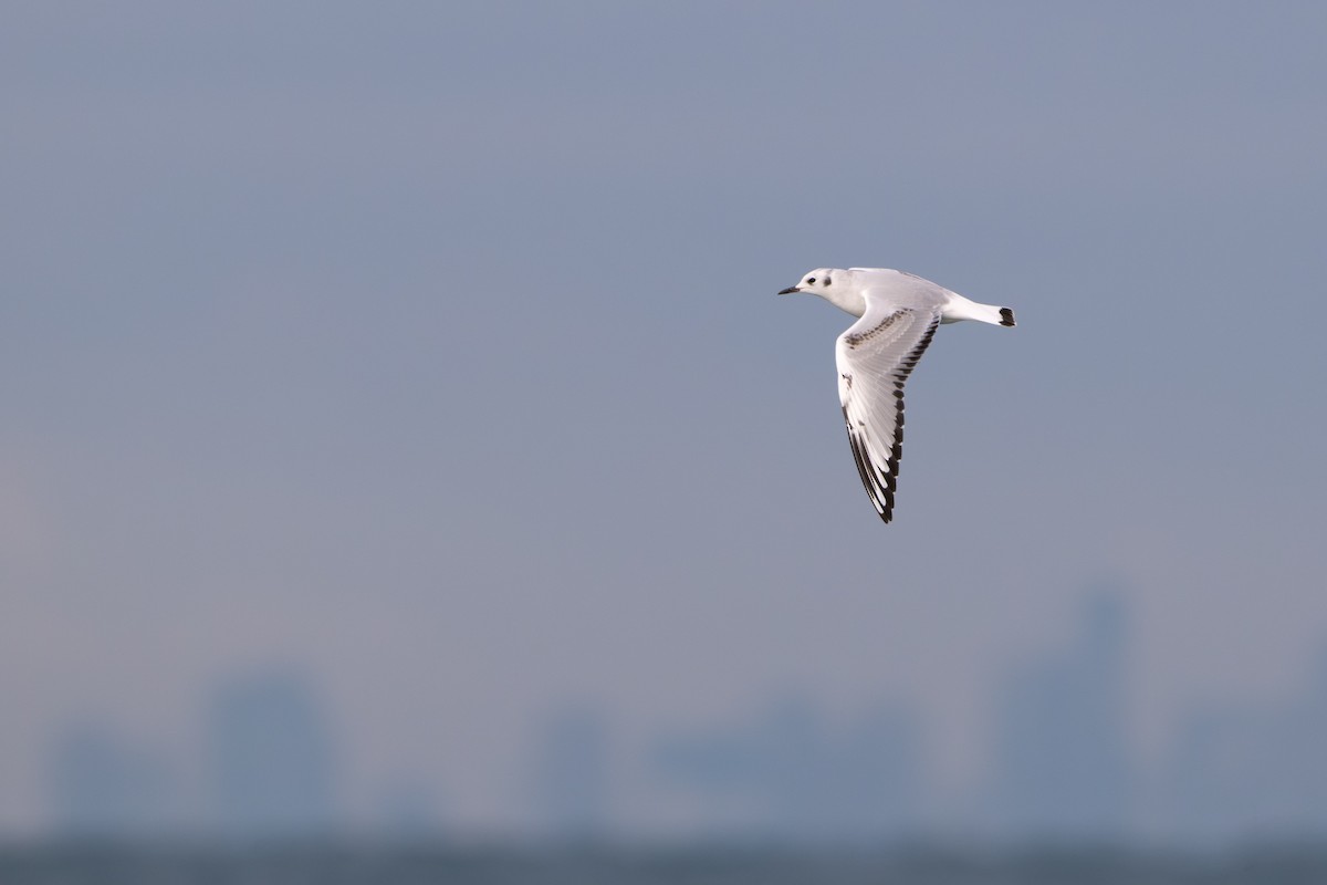 Мартин канадський - ML644737420