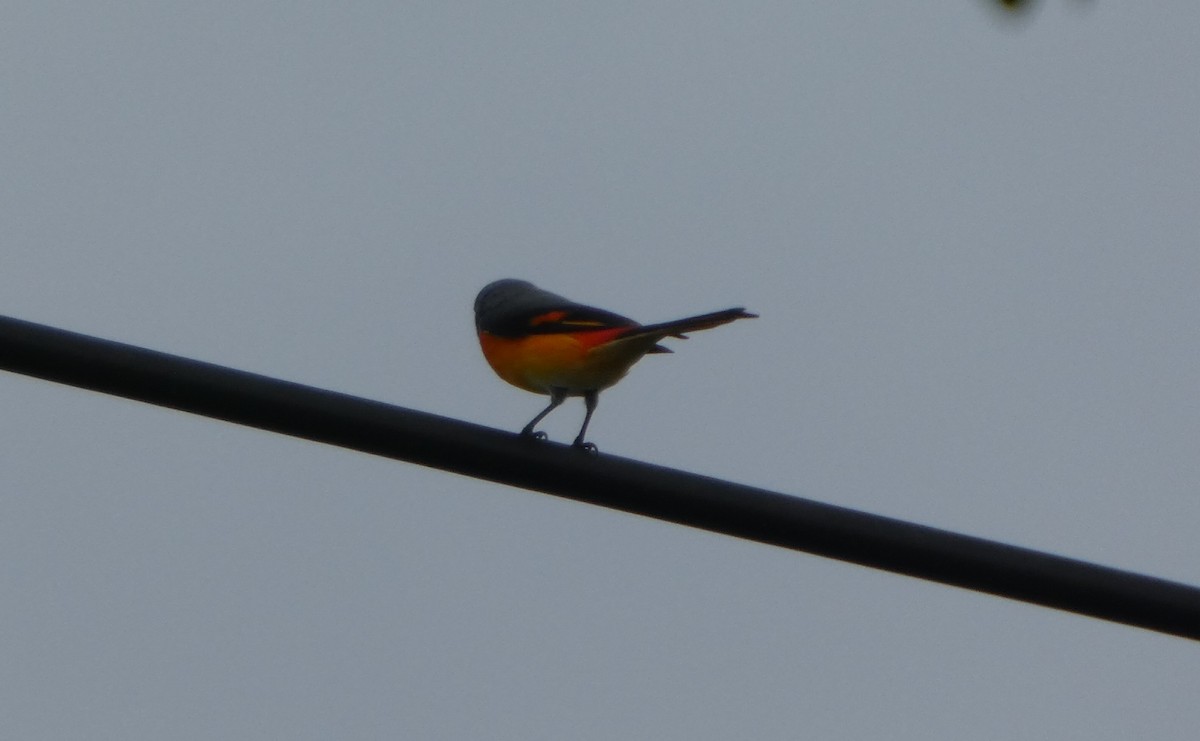 Zwergmennigvogel - ML644737465