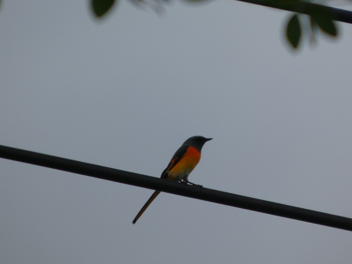 Zwergmennigvogel - ML644737466