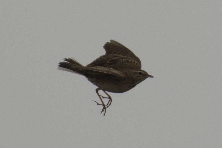 Pipit rousset - ML644737481