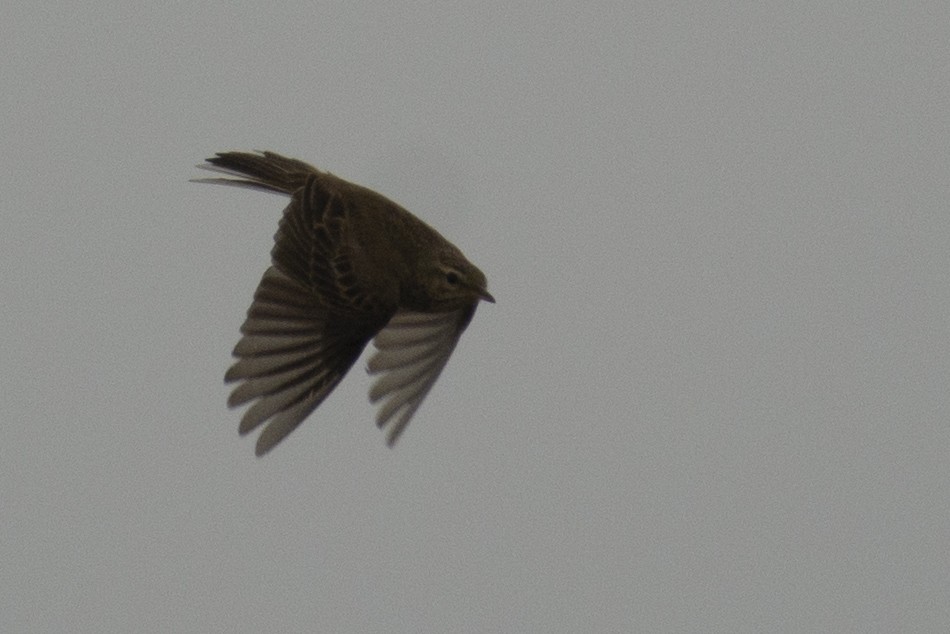 Pipit rousset - ML644737482