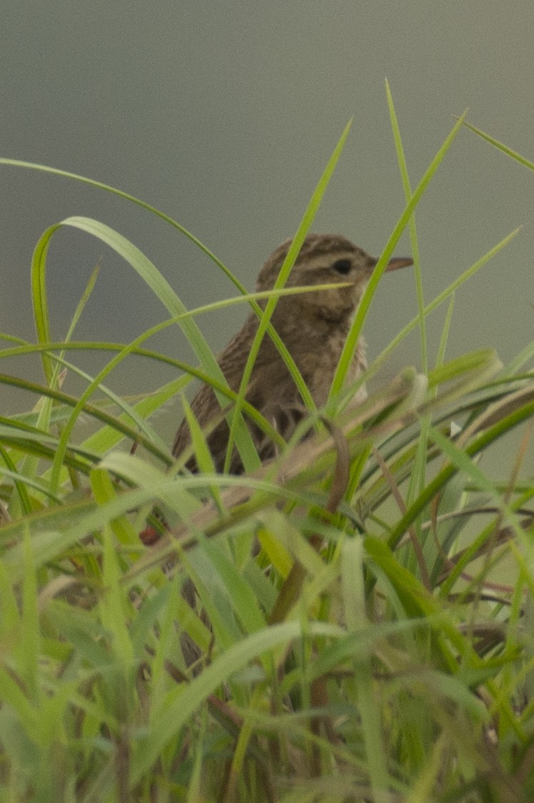 Pipit rousset - ML644737483